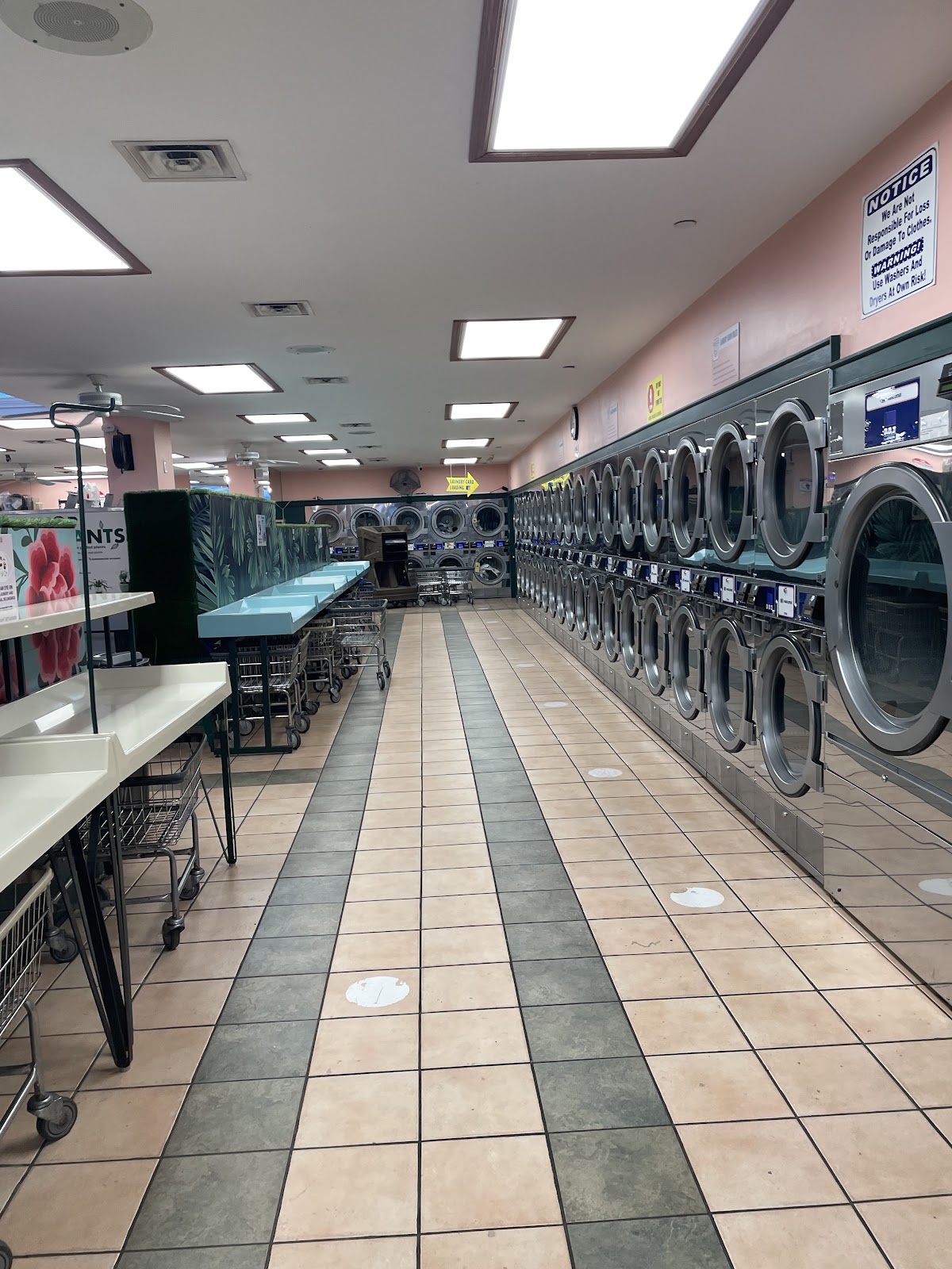 La La Laundry & plants photo 2