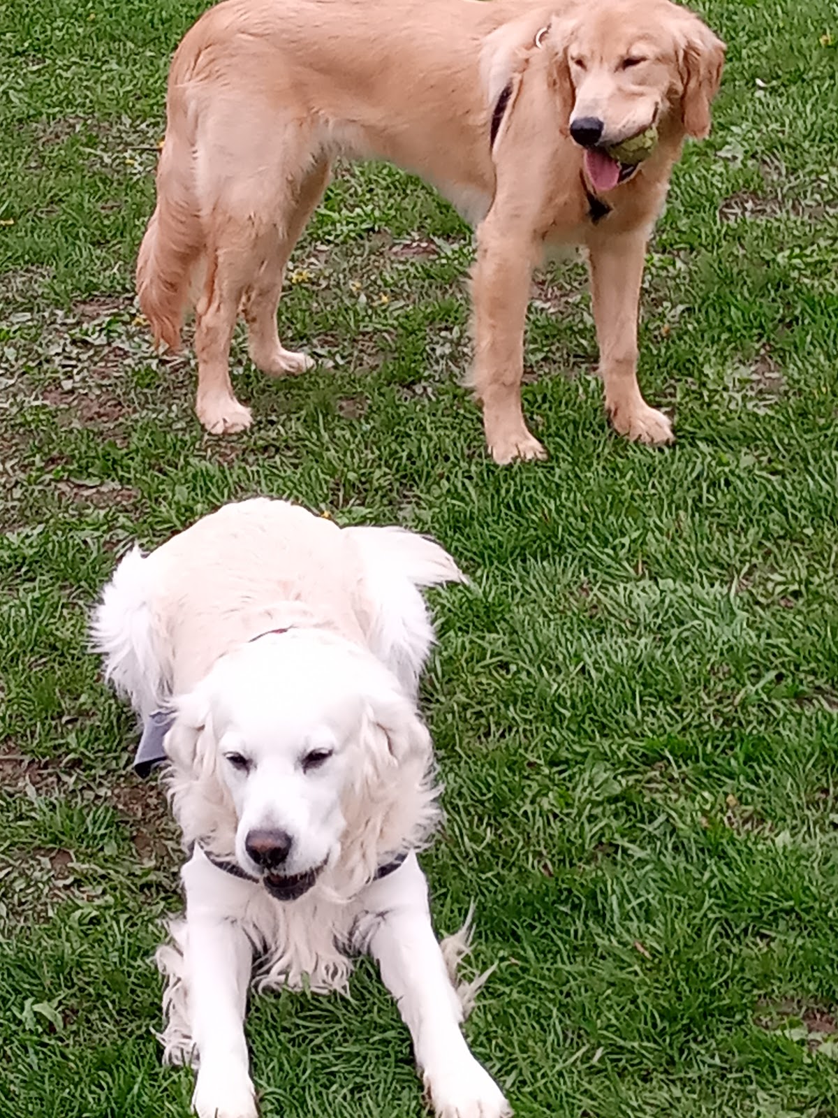 Nelson's Dry Cleaners photo 3